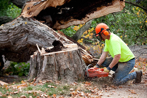 How Our Tree Care Process Works  in  Sugarmill Woods, FL